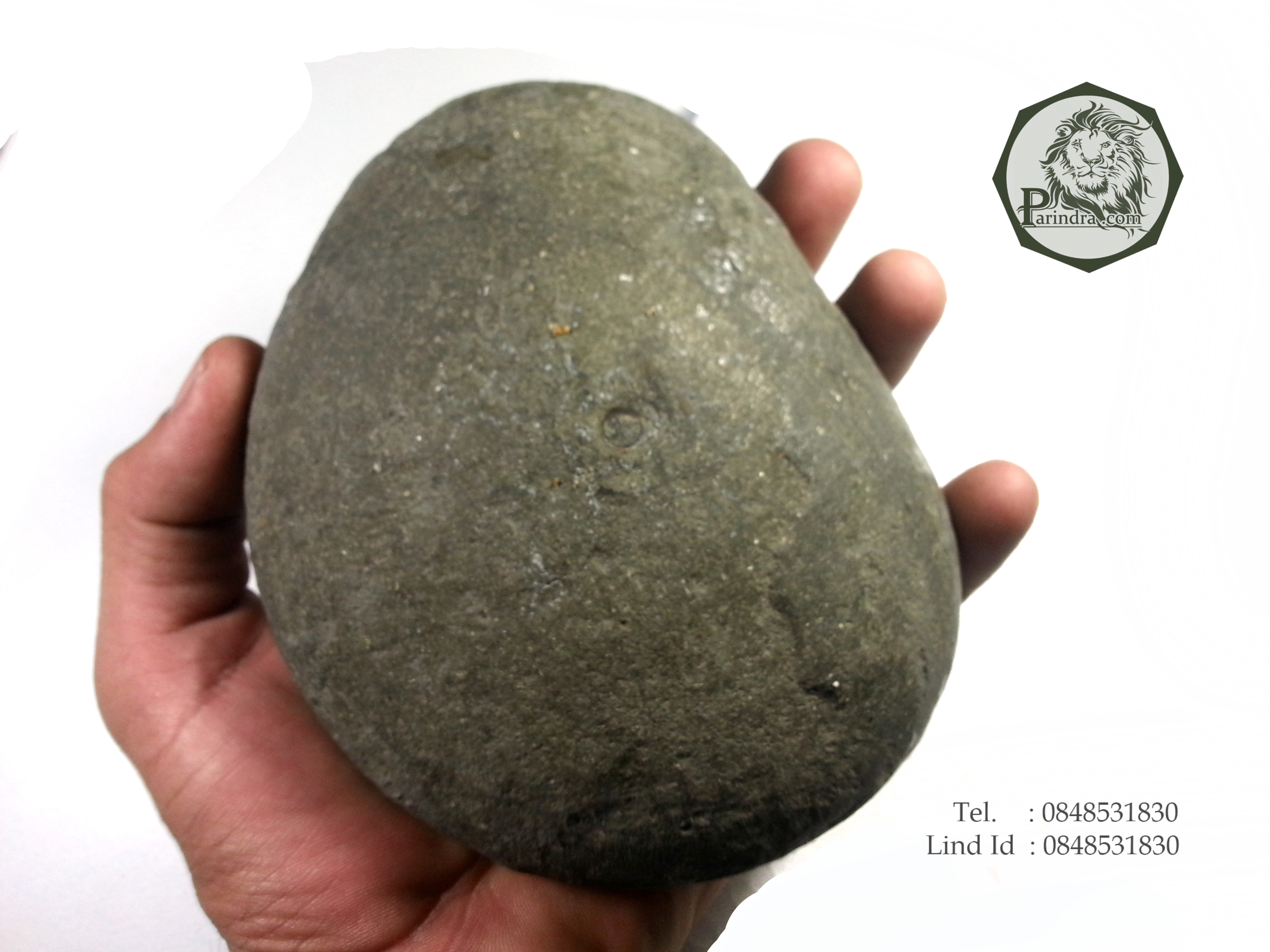 ฟอสซิลหอย Ammonite ใน Matrix หายาก (Eleganticeras elegantulum) Yorkshire UK ประเทศอังกฤษ #AM017