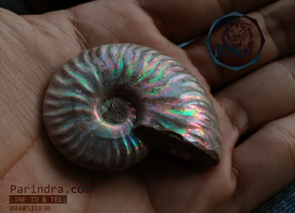 ฟอสซิล Ammonite เหลือบสีรุ้ง (Cleoniceras besairiei)ยังไม่ขัด Fossil S5 คัดสวยพิเศษ จาก Madaguscar