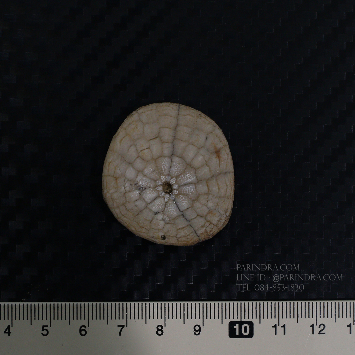 ฟอสซิลเม่นทะเล SAND DOLLAR (Dendraster gibbsii) หายาก #DDG03