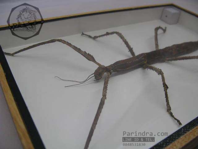 แมลง ตั๊กแตนกิ่งไม้ ( Tirachoidea westwoodi) ในกรอบไม้สีน้ำตาล สำหรับตั้งโชว์ ขนาด 8 x 12 นิ้ว