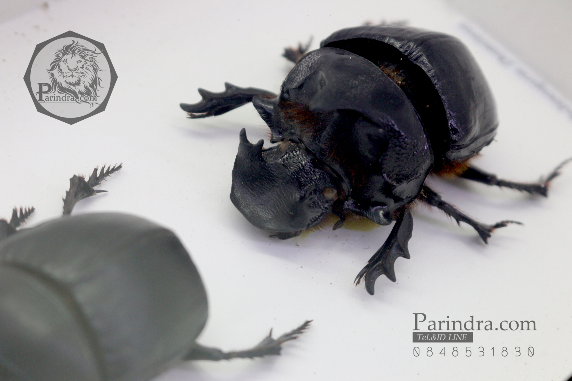 แมลงกุดจี่ยักษ์ ตัวใหญ่มาก แบบคู่ (Heliocopris dominus) ในกรอบไม้น้ำตาล สำหรับตั้งโชว์ ขนาด 6x8 นิ้ว