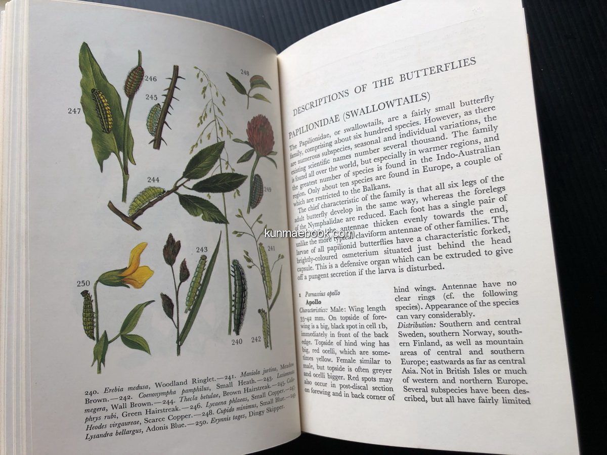 Butterflies in Colour.