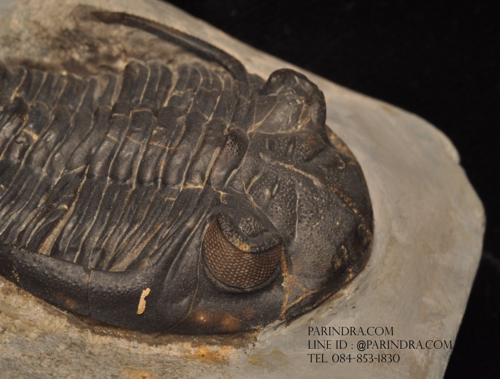 ฟอสซิล Trilobite Hollardops sp. Alnif, Morocco #TLB006