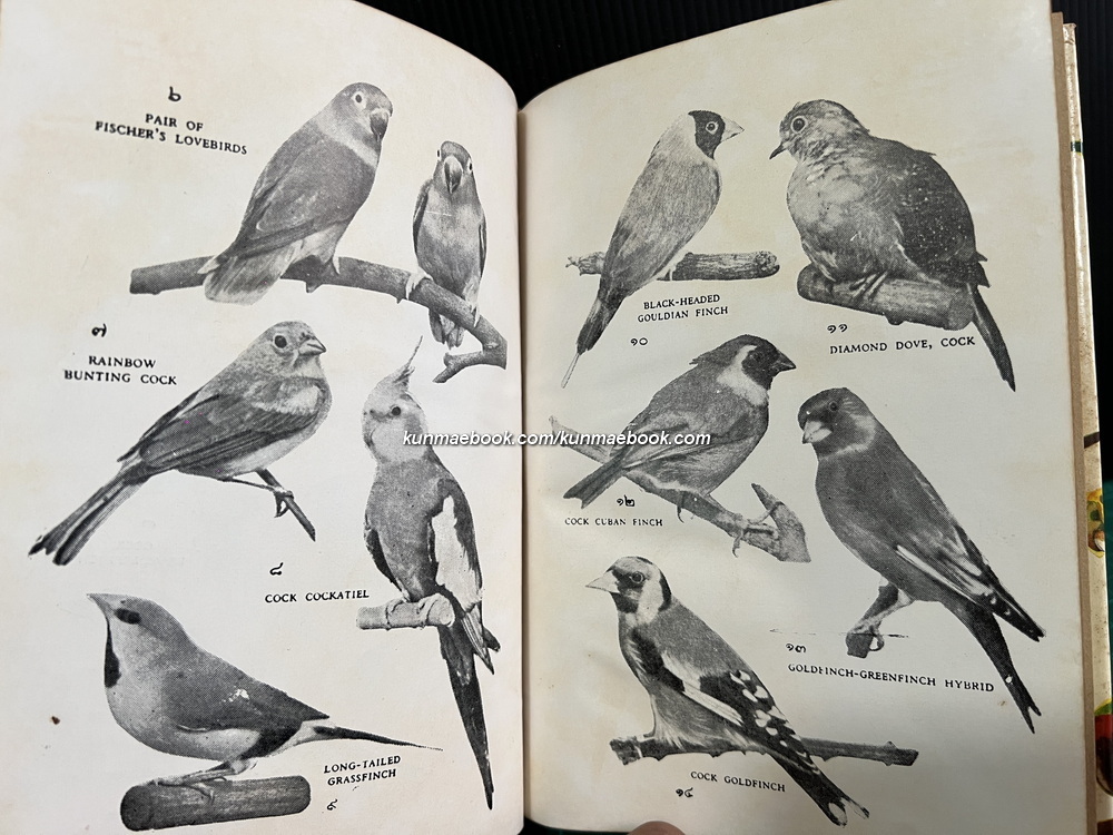 นกเลี้ยง รวบรวมโดย สมพร ภูริพงศ์