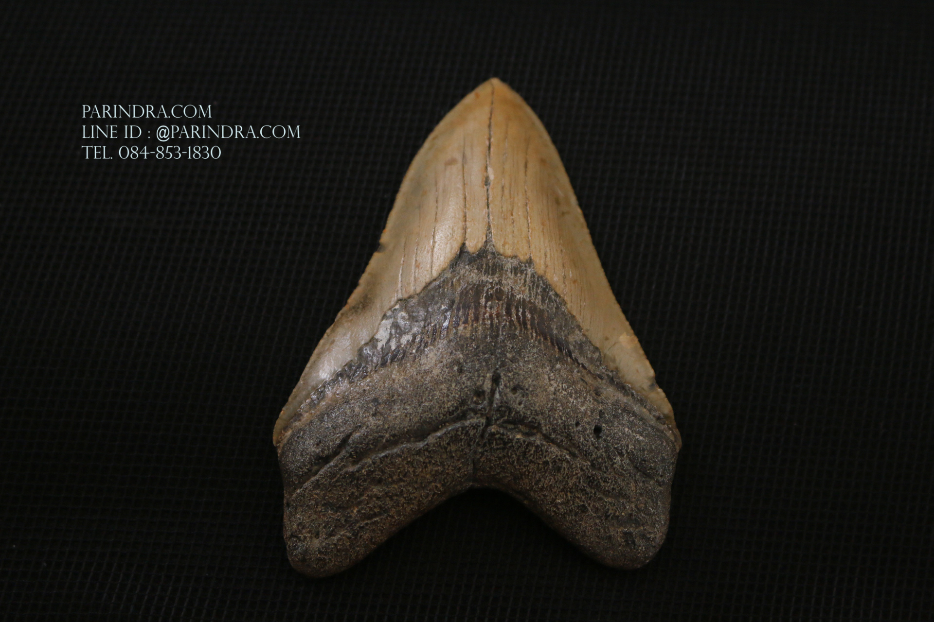 ฟันฉลามยักษ์เมกาโลดอน Megalodon ขนาด 4.45" #MGT008