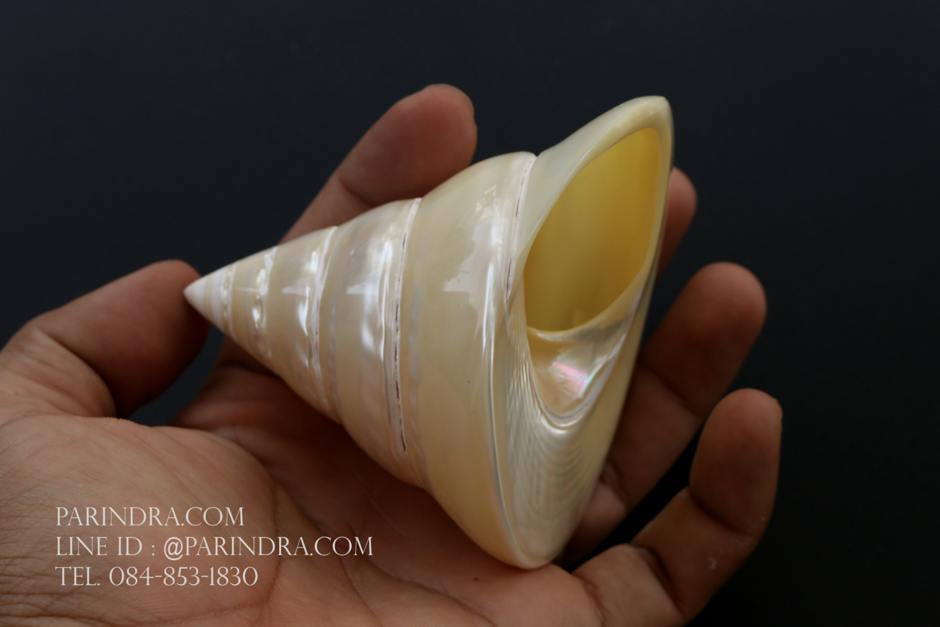 ขายเปลือกหอยนมสาว Trochus niloticus ขนาด 3.4 - 3.5 นิ้วสภาพสมบูรณ์ ผิวขัดมัน สวยงาม