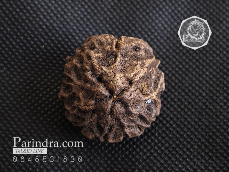 ว่านพระเจ้า 5 พระองค์ คัดสวยพิเศษ PS4