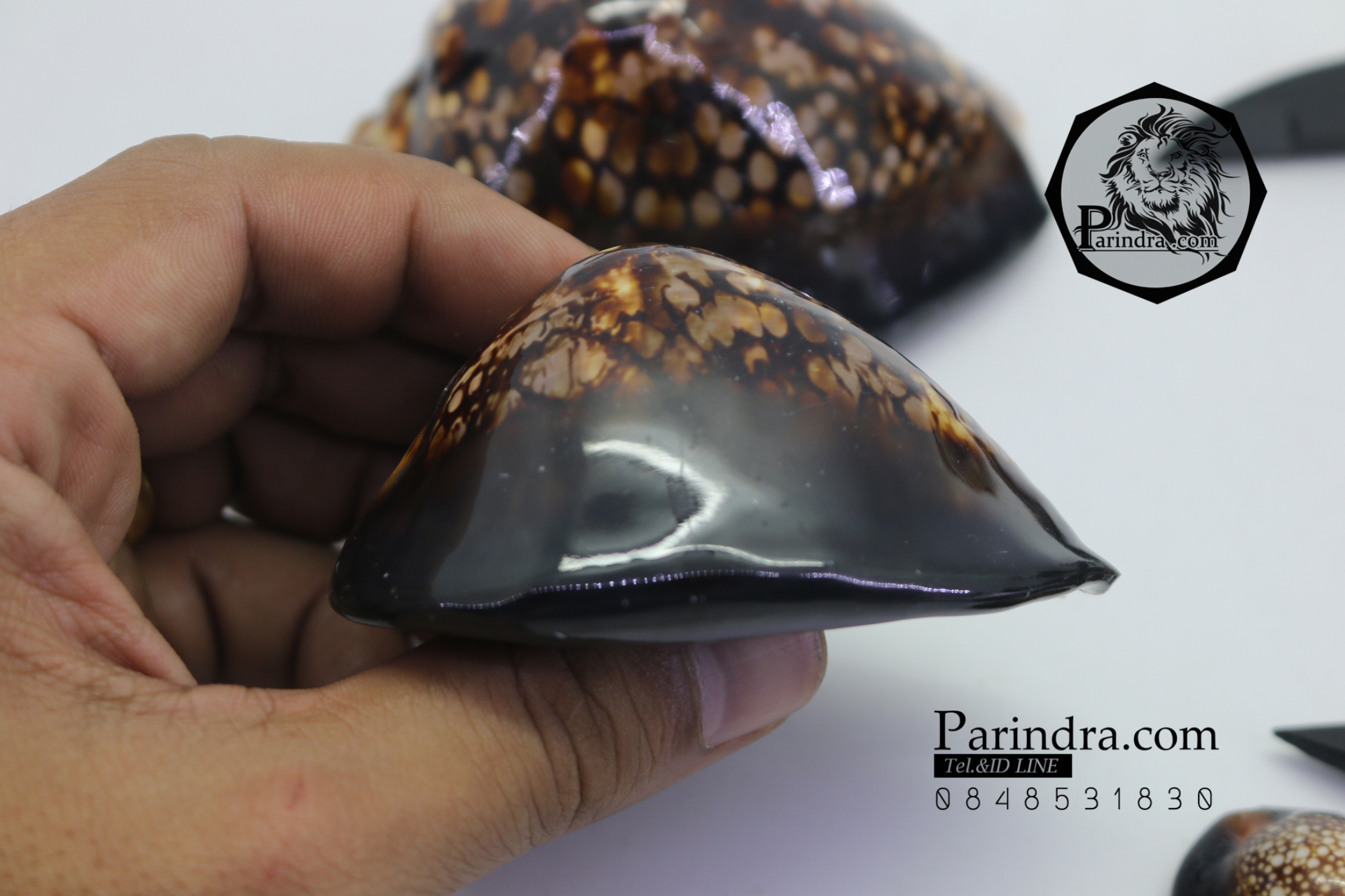 ขายเปลือกหอยเบี้ยหลังค่อม หอยเบี้ยควาย หอยเบี้ยครู #Mauritia mauritiana ขนาด 3 นิ้ว