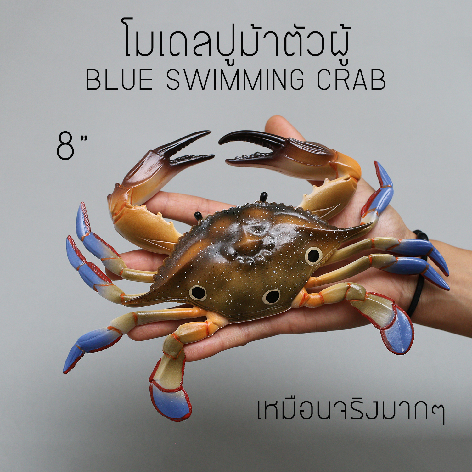 โมเดลจำลอง ปูม้าเพศผู้ ปูดาว สวยงาม เหมือนจริงมากๆ