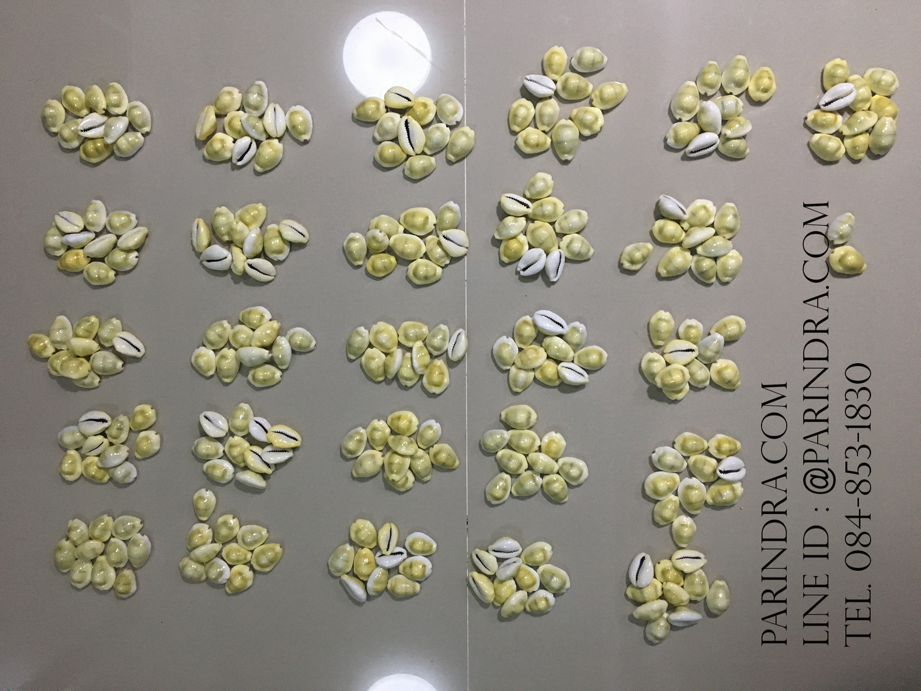 ขายเปลือกหอยเบี้ยจั๊กจั่น หอยเบี้ยจั่นแพ็คถุง 1 กิโลกรัม