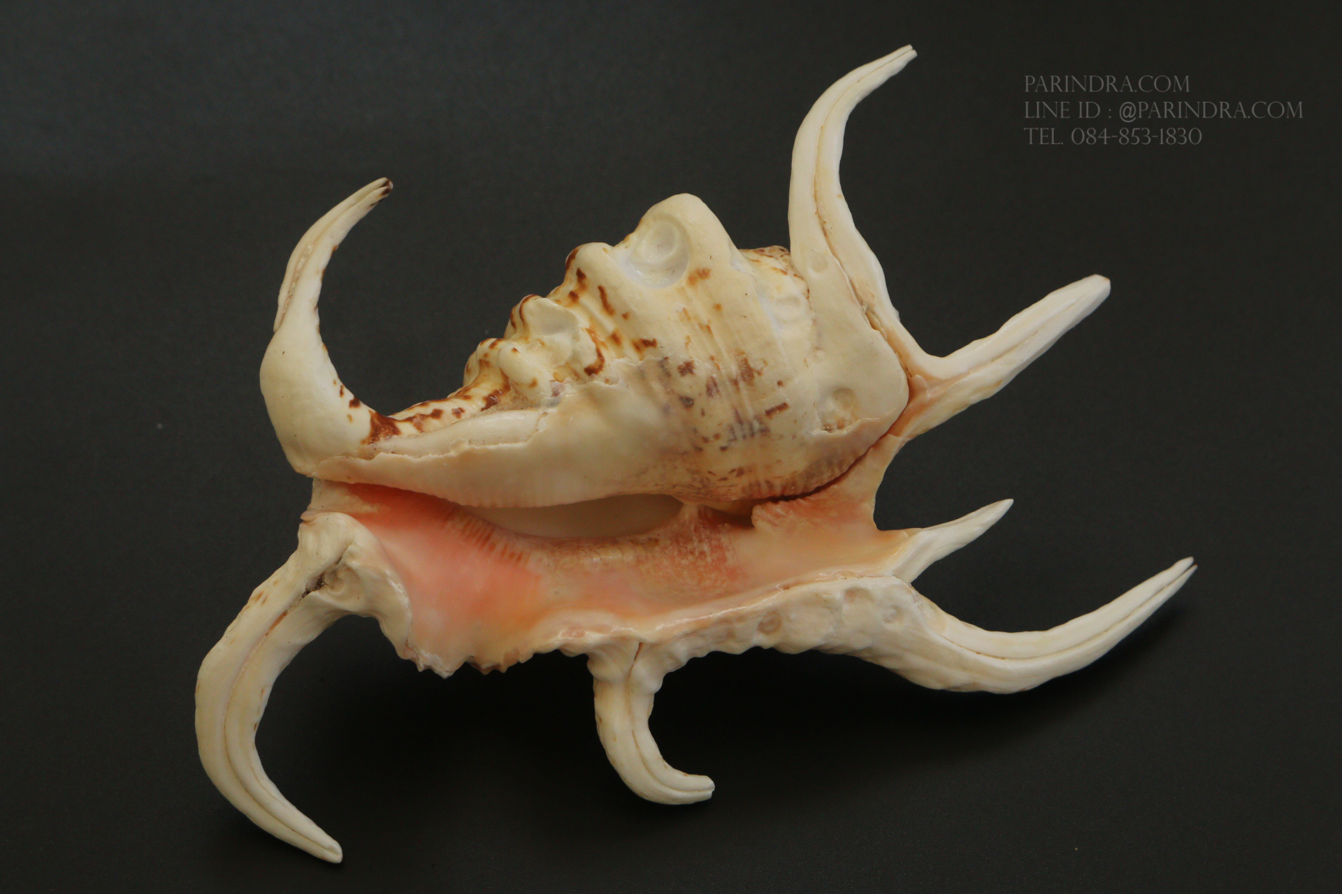 เปลือกหอยจักรนารายณ์ Lambis chiragra #LC009