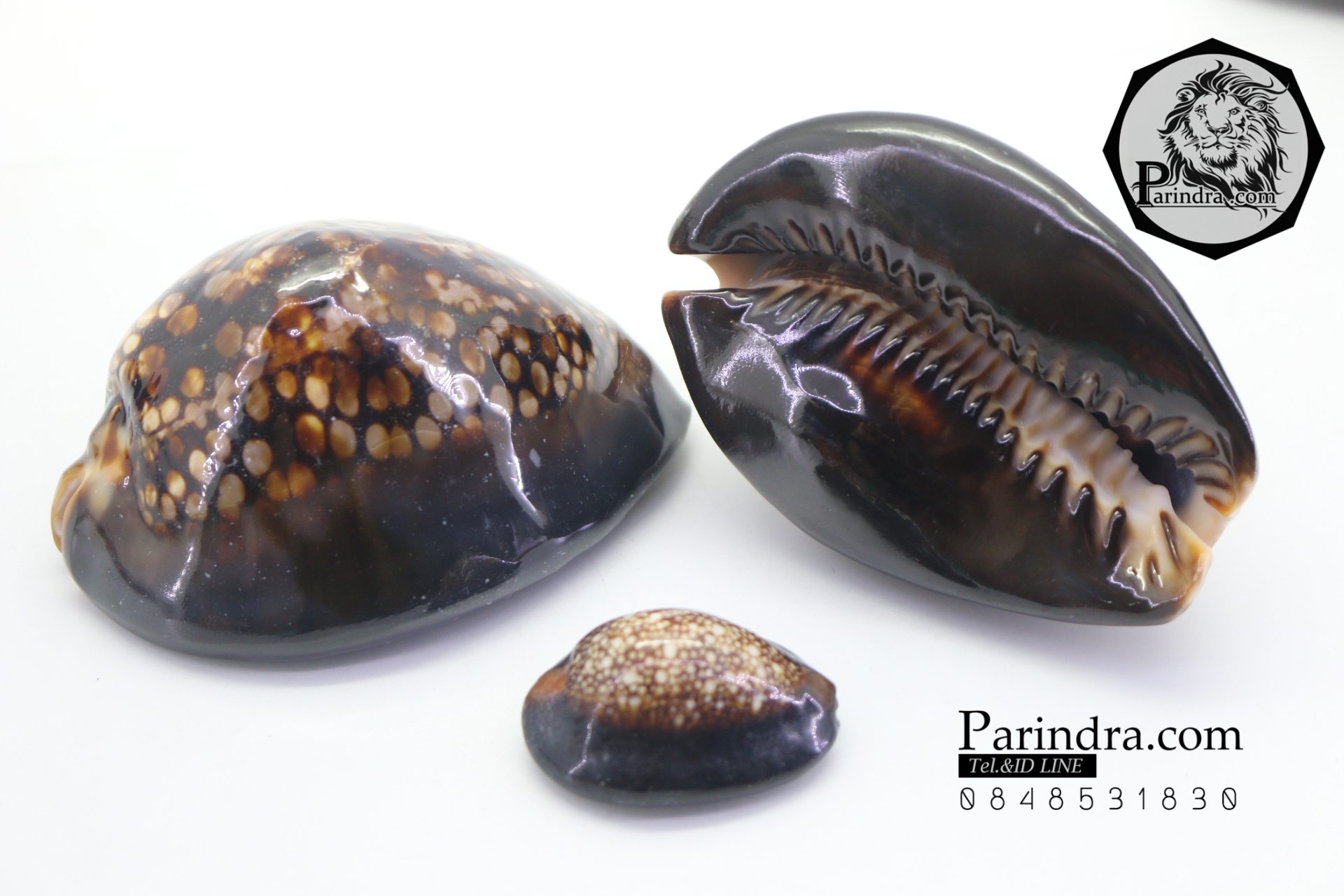 ขายเปลือกหอยเบี้ยหลังค่อม หอยเบี้ยควาย หอยเบี้ยครู #Mauritia mauritiana ขนาด 3 นิ้ว