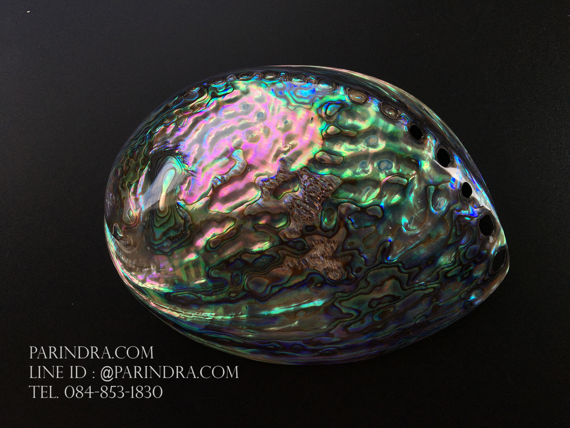 เปลือกหอยเป๋าฮื้อแท้ (Abalone) นิวซีแลนด์ ขัด สีปีกแมลงทับ #HA006