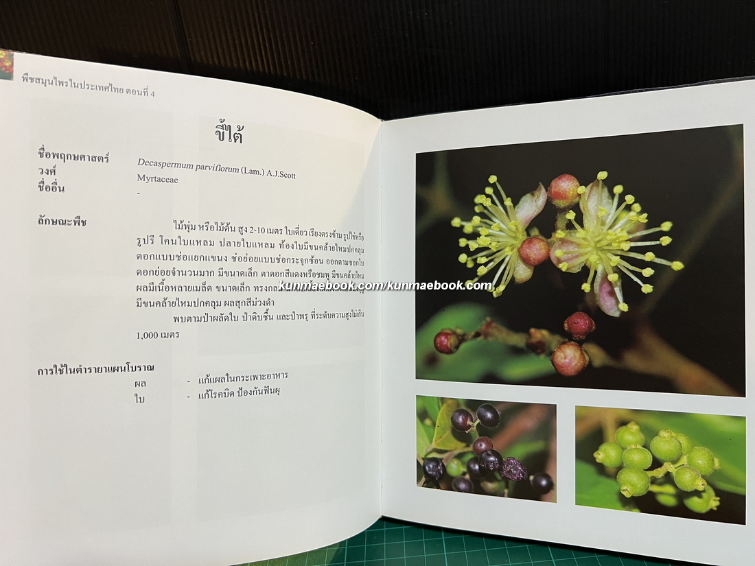 พืชสมุนไพรในประเทศไทย ตอนที่ 4