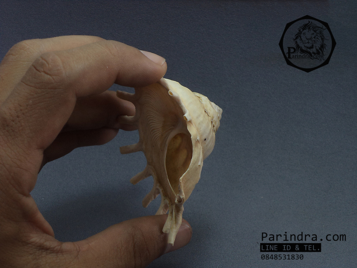 เปลือกหอยพระอาทิตย์ Stellaria Solaris หายาก ขนาด 3นิ้ว สำหรับนักสะสมเปลือกหอย