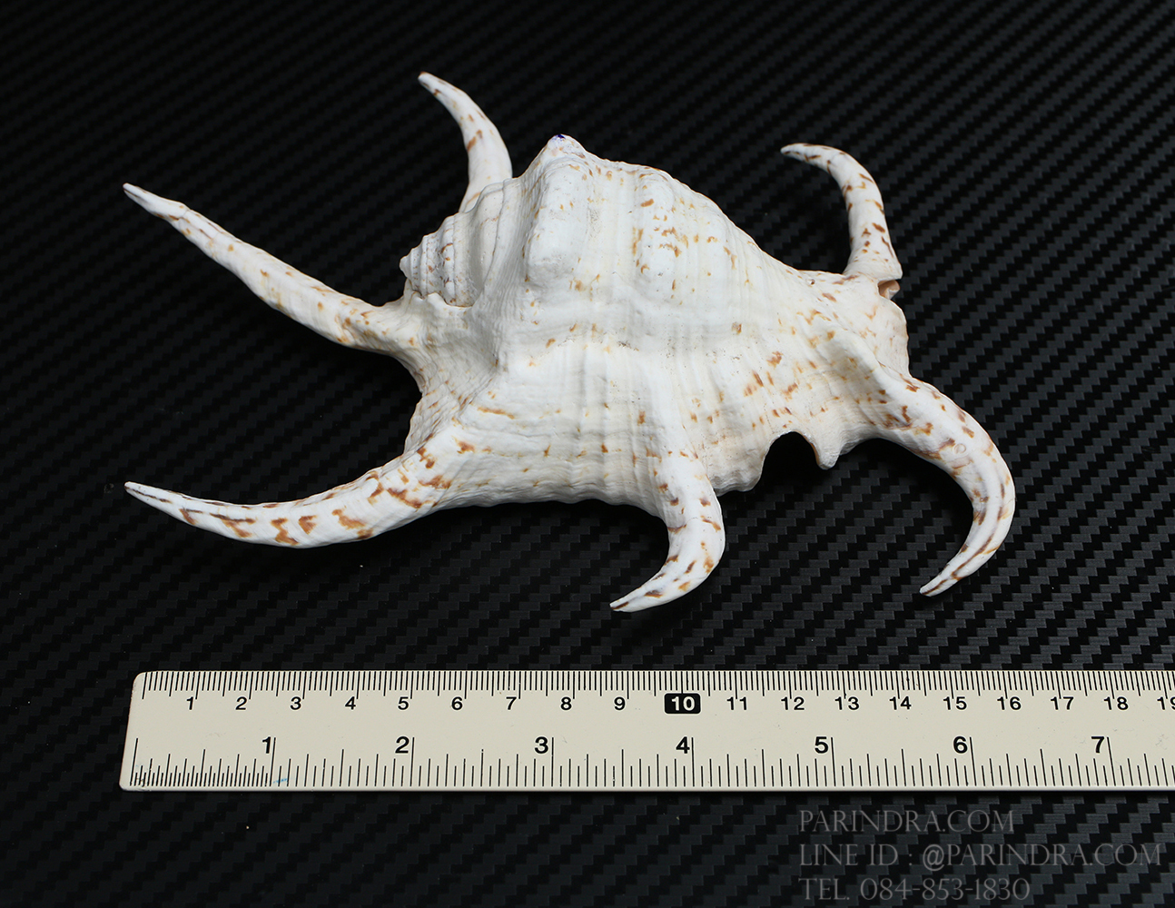 เปลือกหอยจักรนารายณ์ Lambis chiragra #LC008