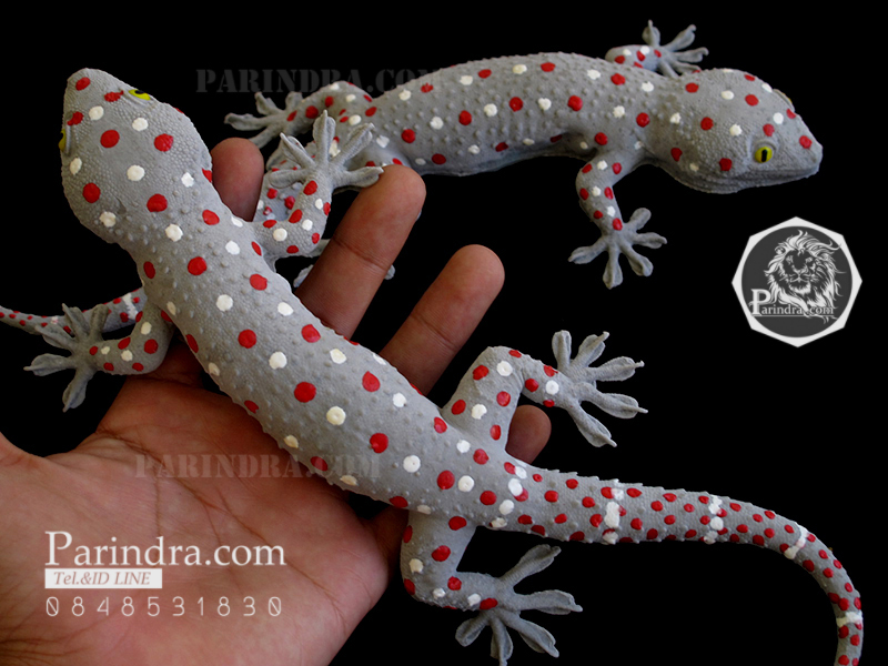 ตุ๊กแกปลอมตัวใหญ่ มาใหม่ เหมือนจริงมาก ขนาด 11 นิ้ว ตัวพ่อ