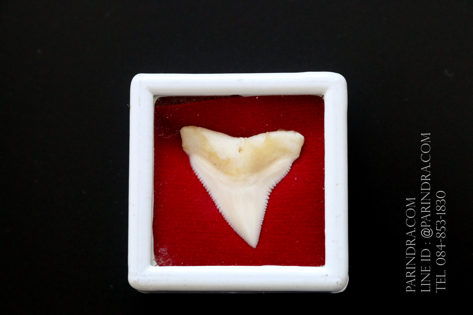 ซี่ฟันปลาฉลามขาวแท้ Shark Tooth ขนาดประมาณ 2.5 cm. ST008