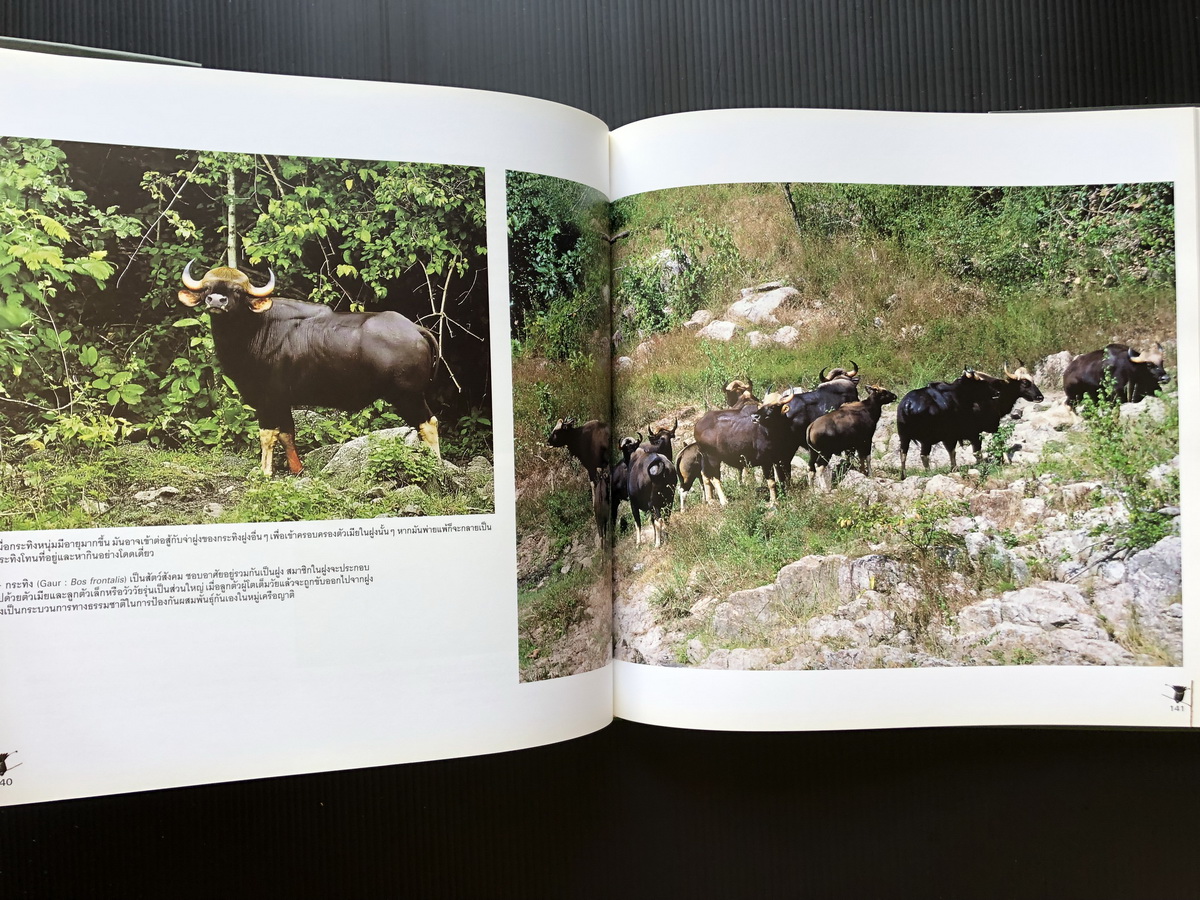 นกและสัตว์ป่าเมืองไทย สายใยแห่งธรรมชาติ