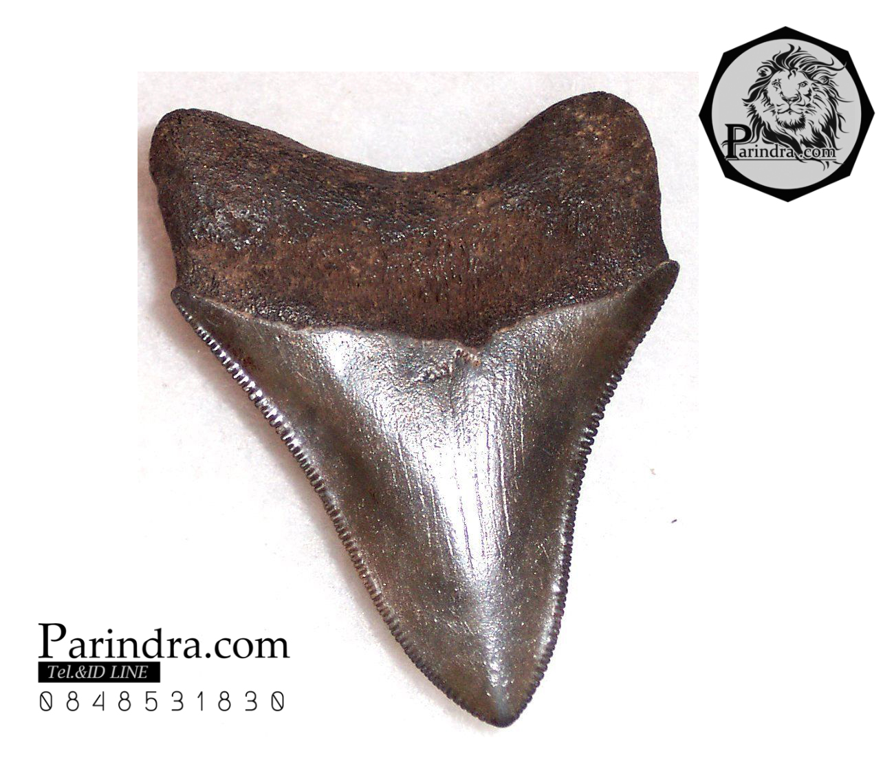 ฟันฉลามยักษ์เมกกาโลดอน Megalodon จาก South Eastern USA สีออกน้ำตาลหายาก ขนาด 2 3/4" นิ้ว #MGT005