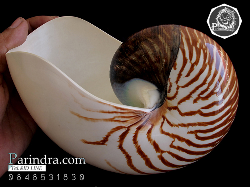 ขายเปลือกหอยงวงช้าง นอติลุส Nautilus pompilus ขนาด 7 นิ้ว (หายาก)