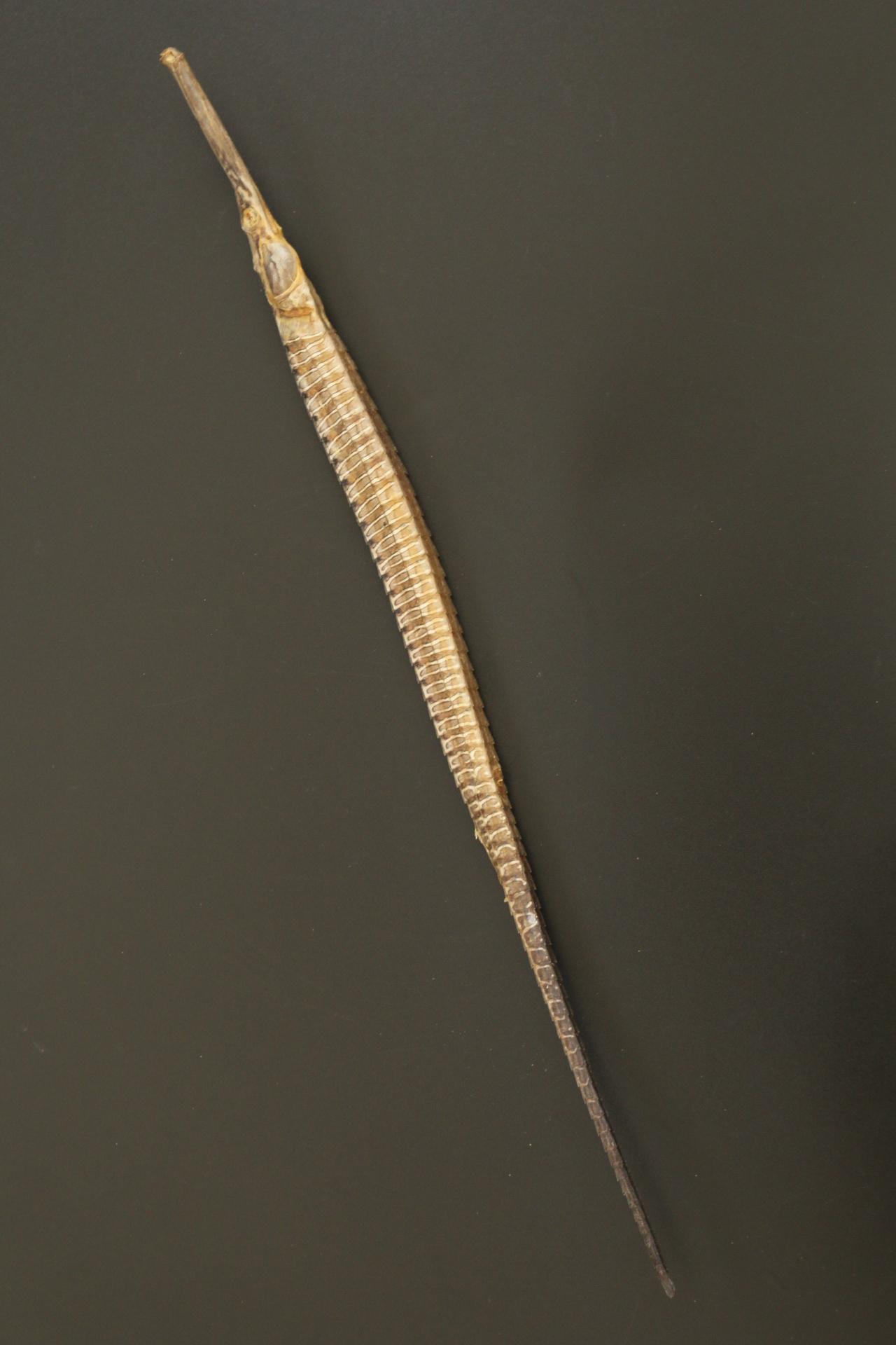 ปลาจิ้มฟันจระเข้ตากแห้งสนิท #FPF005