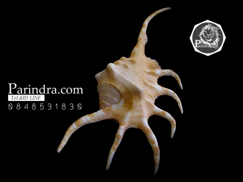 ขายเปลือกหอยจักรนารายณ์ LAMBIS CROCATA สภาพสมบูรณ์ #LC002 สำเนา