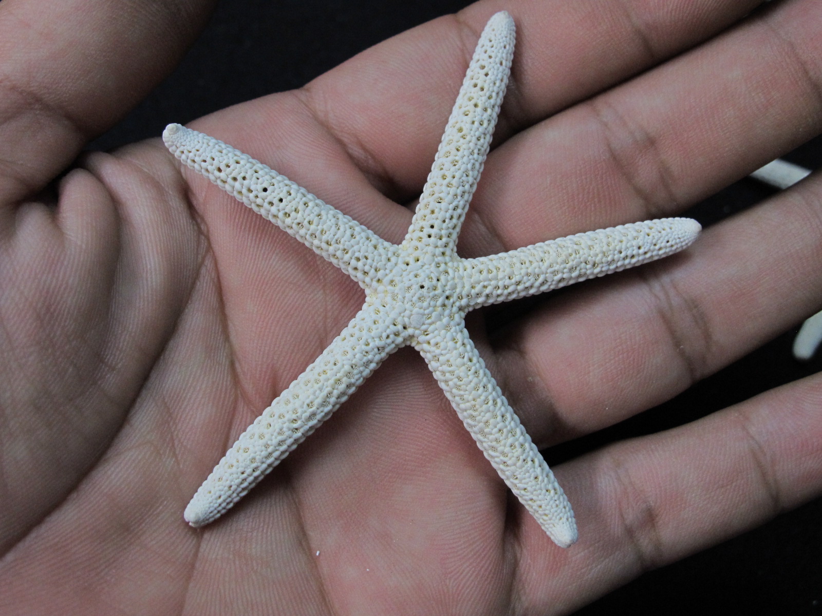 ปลาดาวขนาดเล็ก 3 นิ้ว ราคา ตัวละ 35 บาท