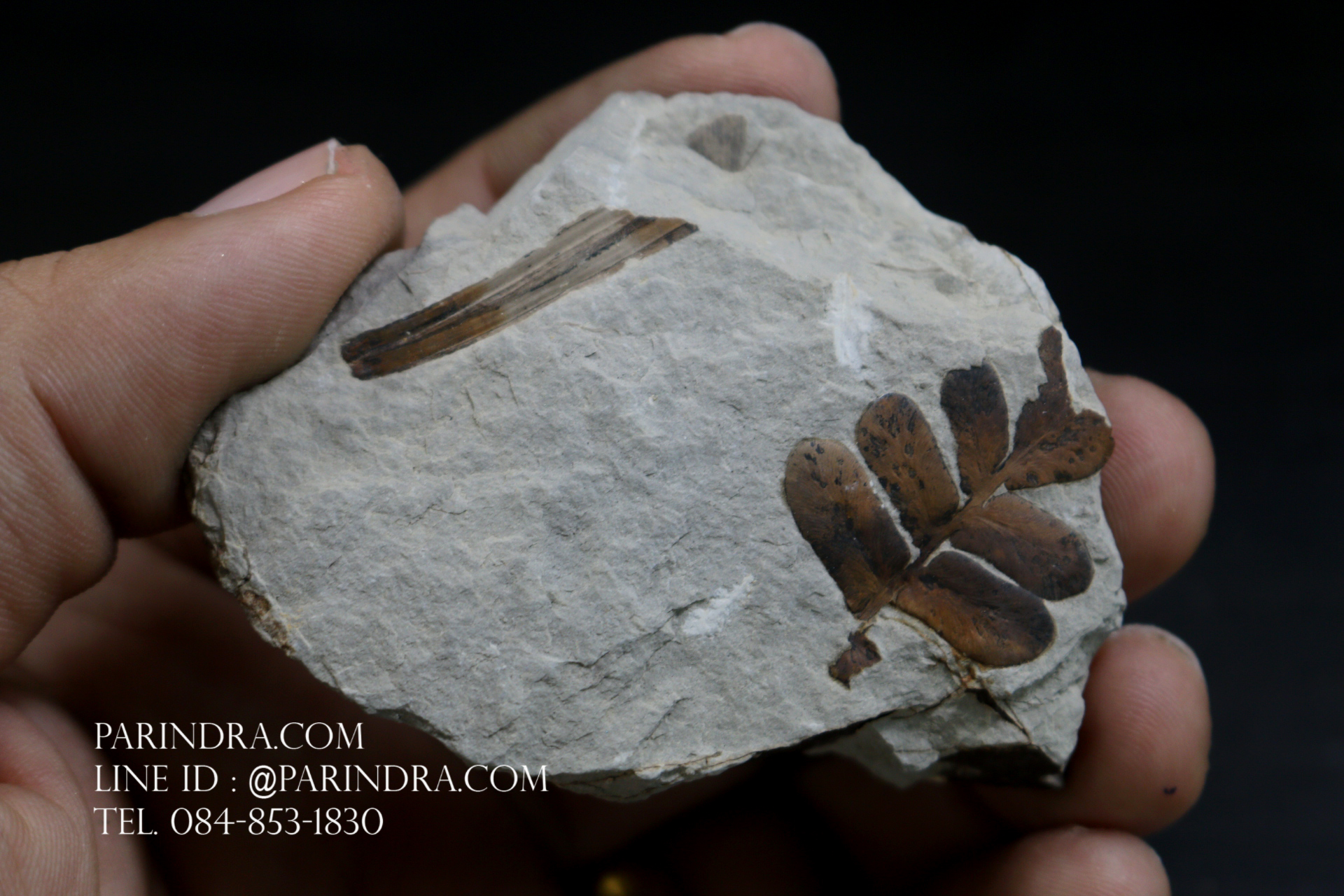 ฟอสซิลเฟิร์น ชนิด Neuropteris ovata จาก SPAIN #FRN004