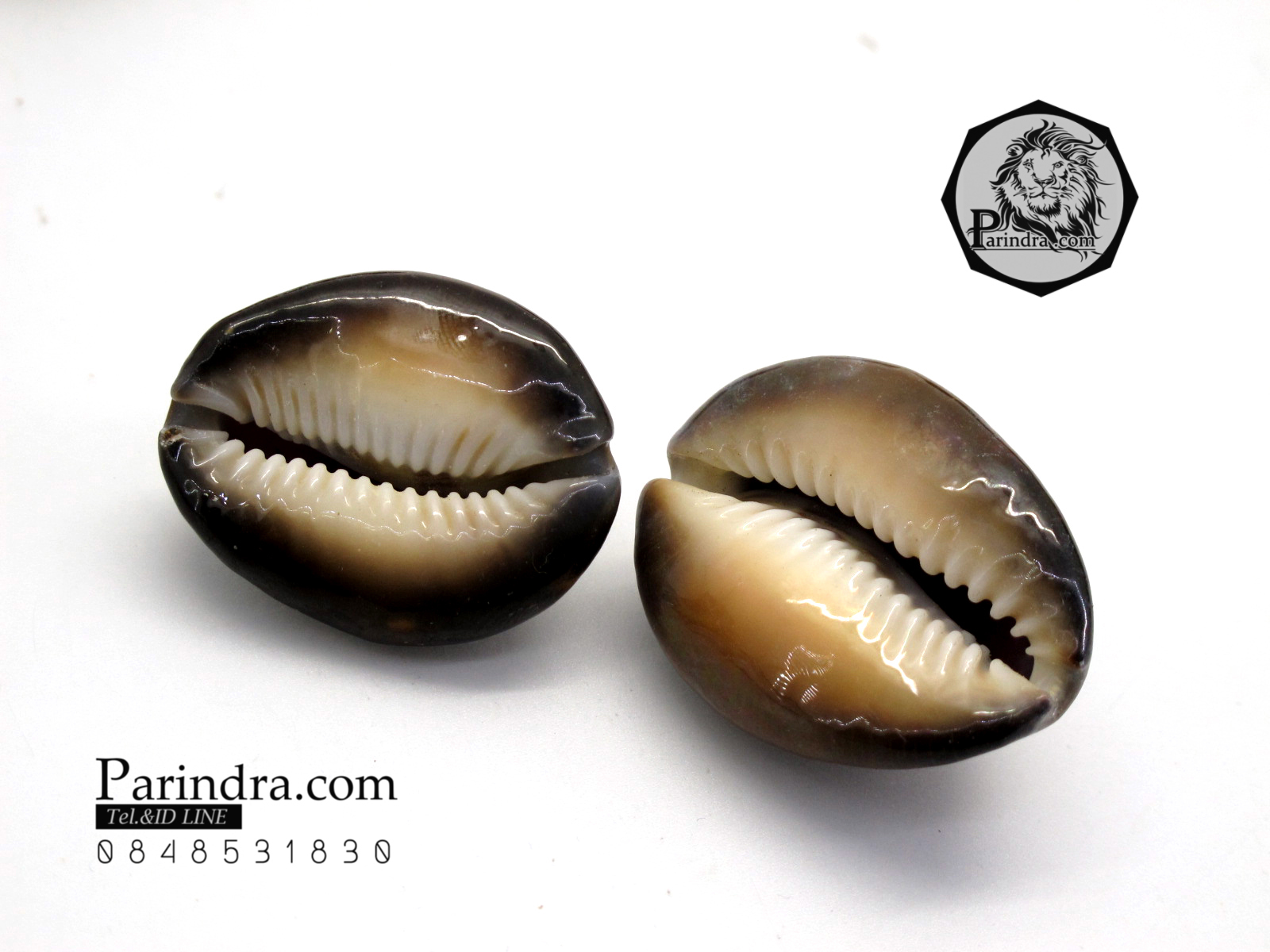 ขายเปลือกหอยเบี้ย หอยเบี้ยแก้ ขนาด 1.3 นิ้ว Monetaria caputserpentis