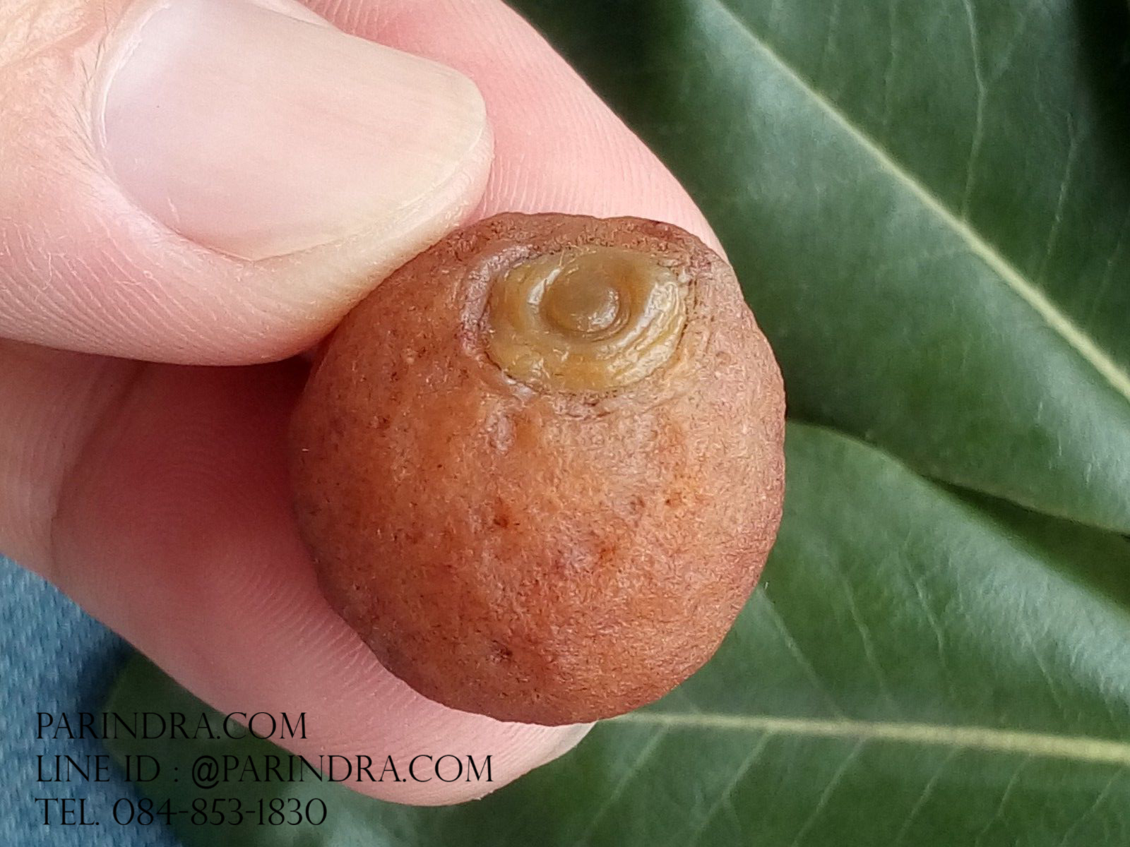 หินรูปทรงประหลาดจากทะเลทรายโกบี GOBI Eye Stone #GOBI006