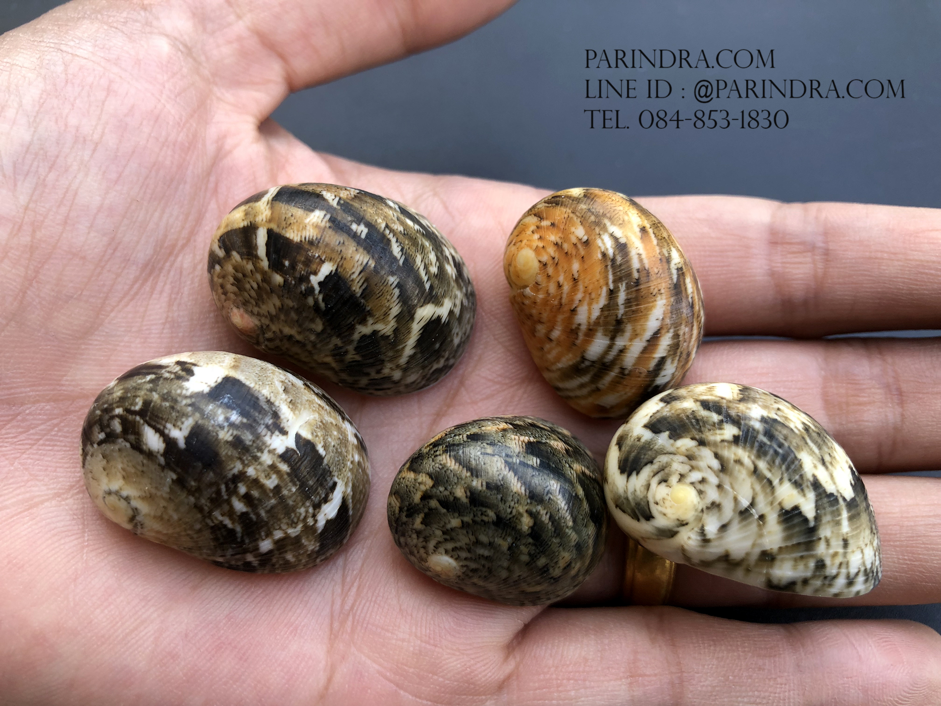 เซ็ตเปลือกหอยน้ำพริก หอยนกหวีด Nerita sp. เป่ามีเสียง สีสวย Set 3