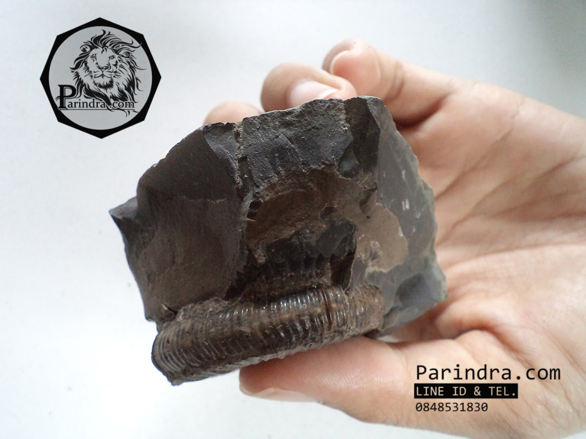 ฟอสซิลหอย Ammonite Dactylioceras commune Whitby Fossil UK #AM002