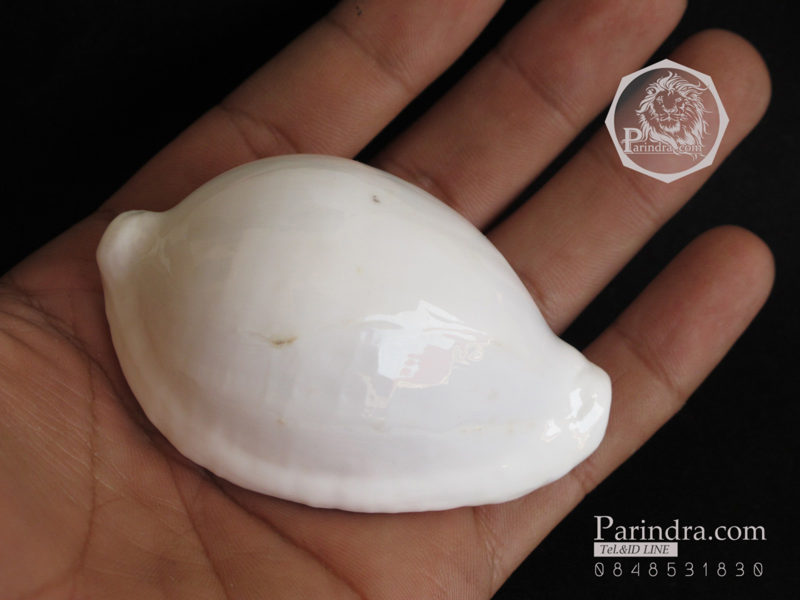 ขายเปลือกหอยเบี้ยไข่ หอยไข่ หอยเบี้ยไข่ หอยเบี้ยแม่ชี Eeg Cowry (Ovula ovum) ขนาดประมาณ 70 มม.