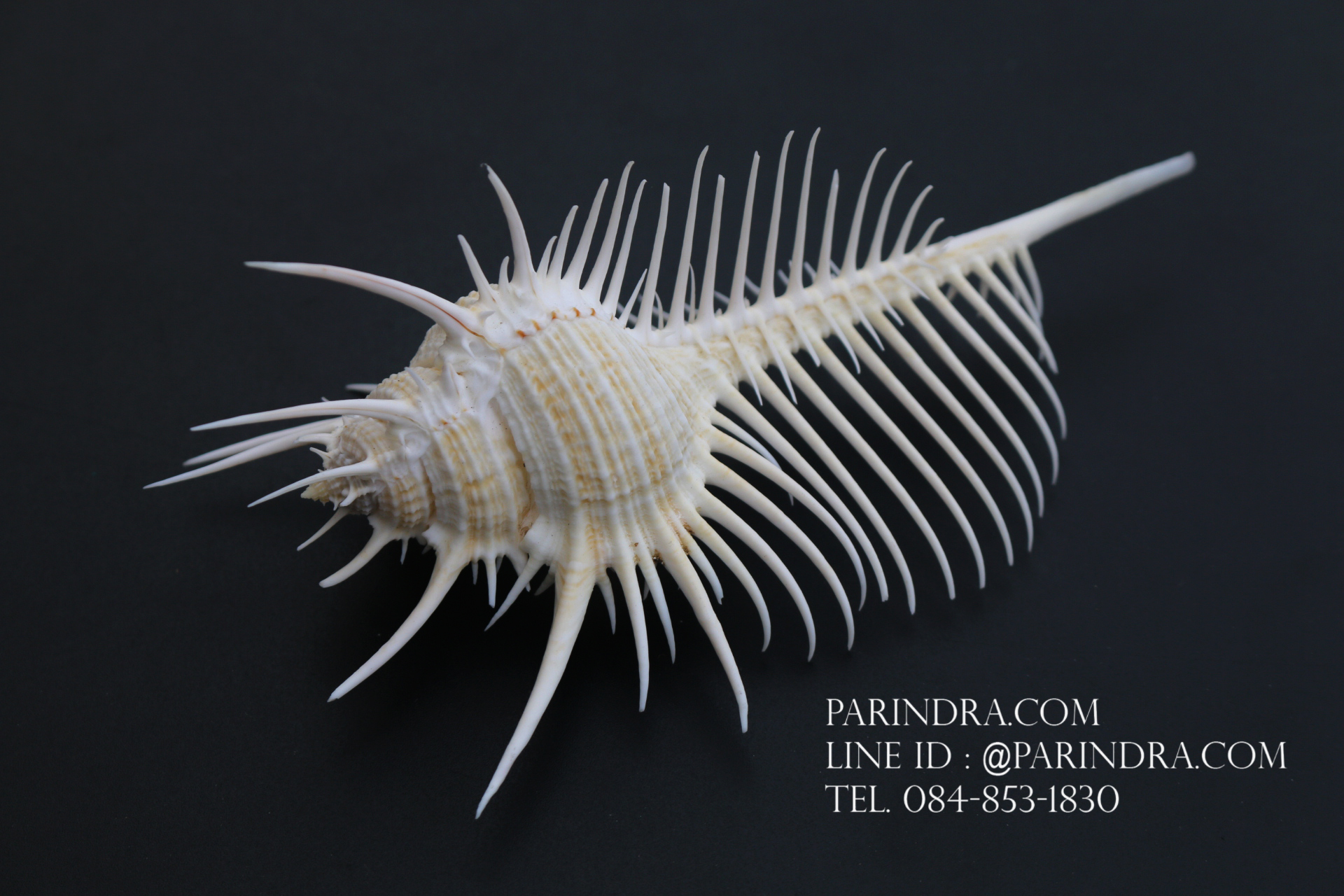 หอยสังข์หวี หอยสังข์หนาม (Murex pecten) ขนาด นิ้ว #MUREX004