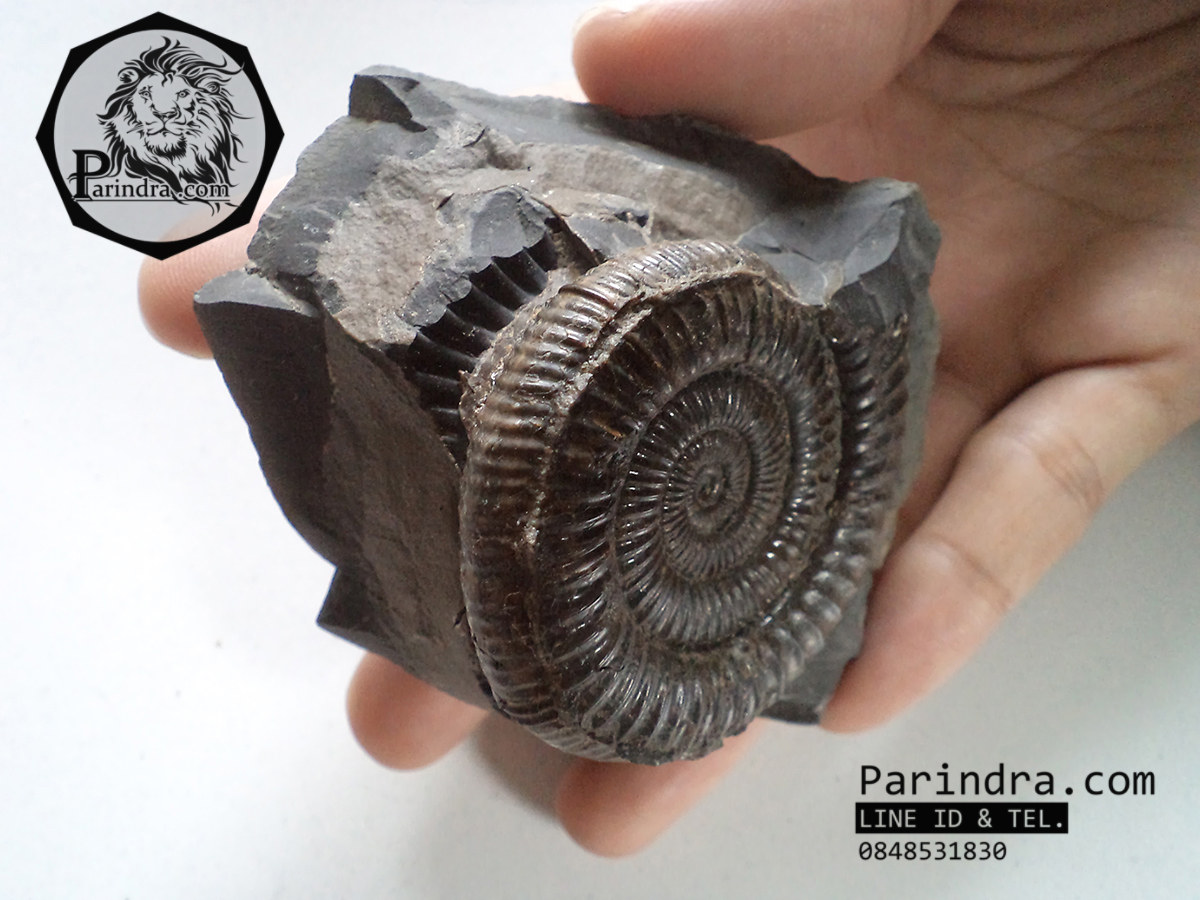 ฟอสซิลหอย Ammonite Dactylioceras commune Whitby Fossil UK #AM002