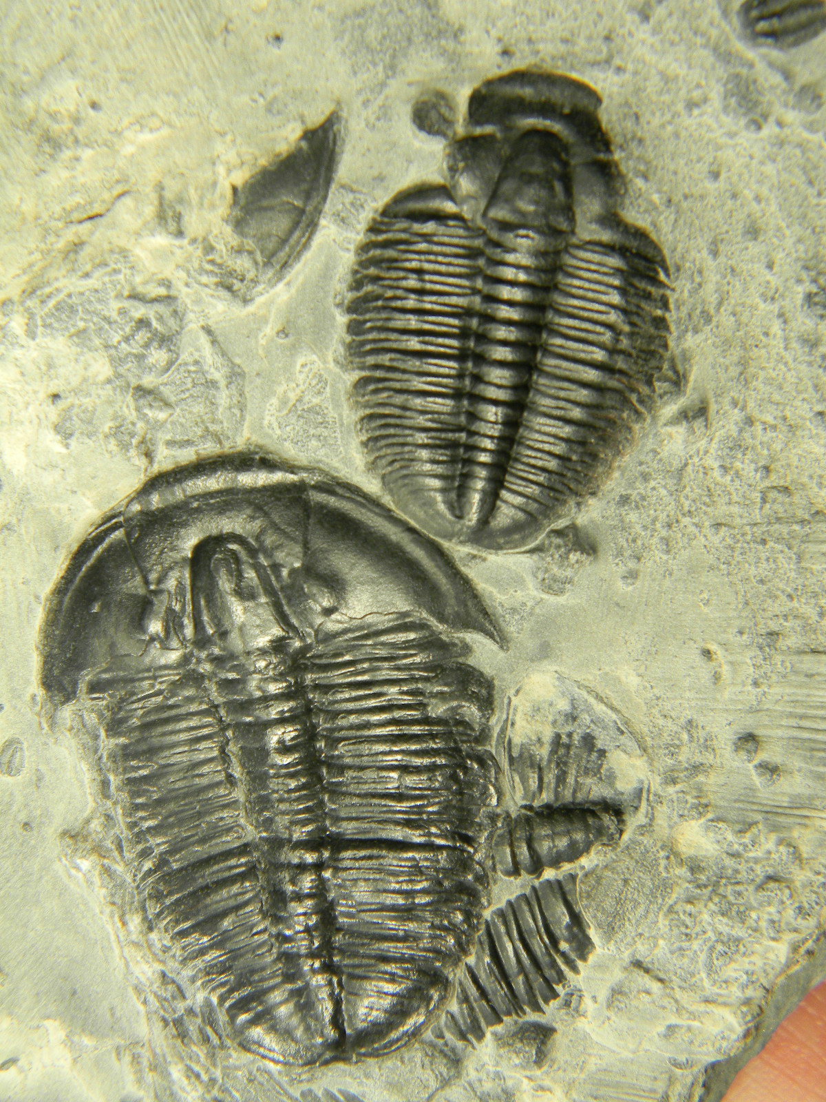 ฟอสซิล Trilobite จากรัฐ Utah USA T3 #TLB004