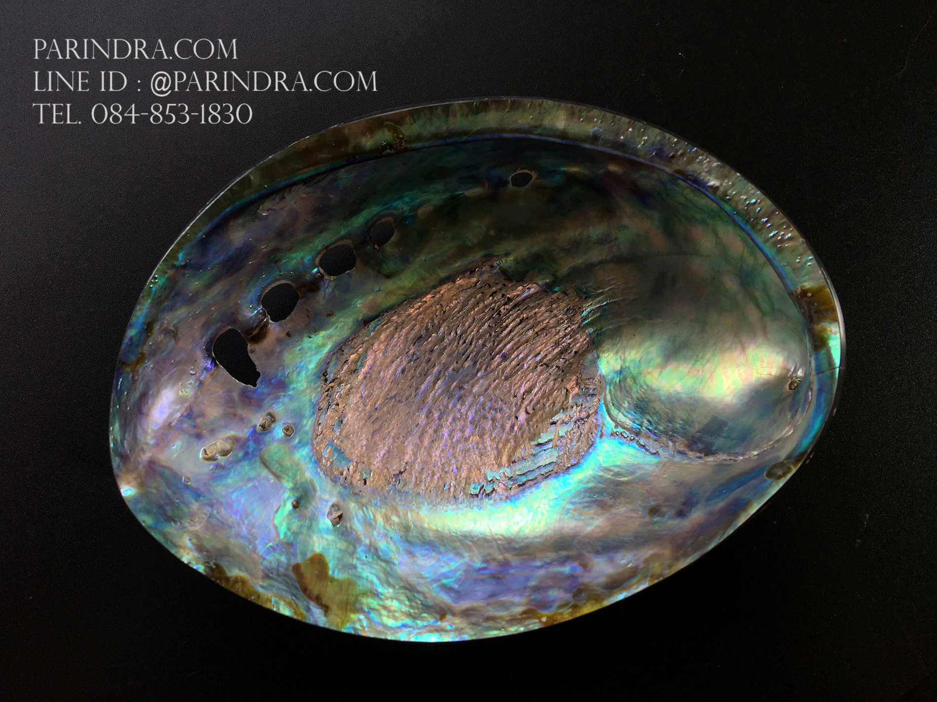เปลือกหอยเป๋าฮื้อแท้ (Abalone) นิวซีแลนด์ ขัด สีปีกแมลงทับ #HA007