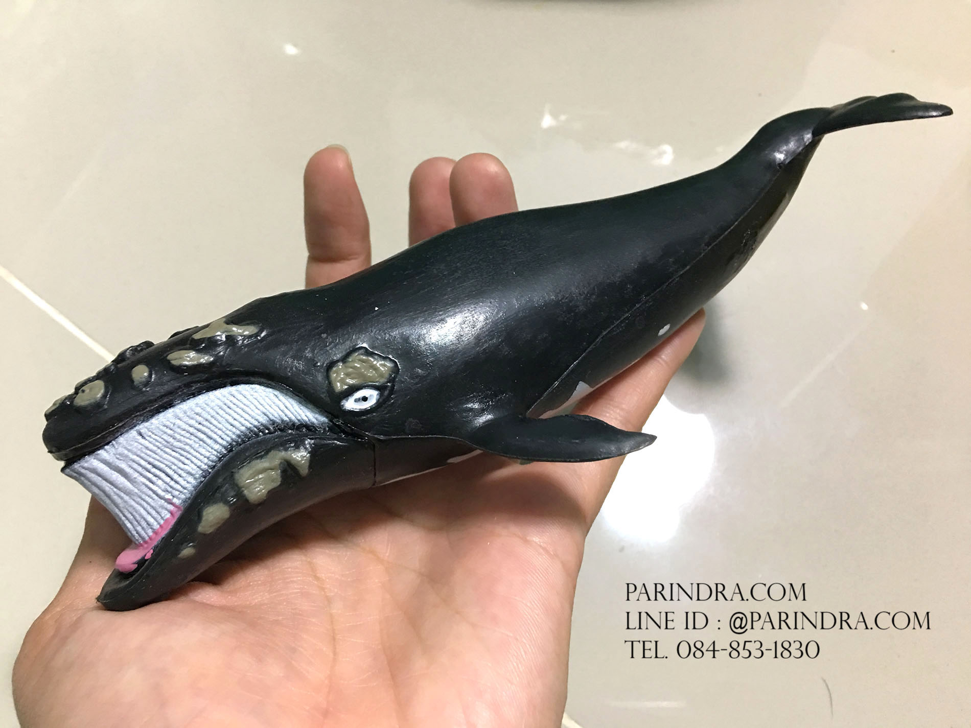 โมเดลสัตว์ทะเล ชุด Ocean World กลุ่ม วาฬ หลากหลายสายพันธุ์