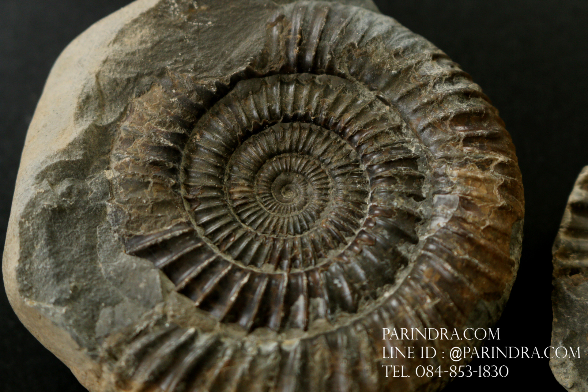 ฟอสซิล แอมโมไนต์ Ammonite Dactylioceras commune Whitby UK #AM039