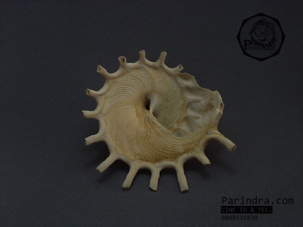 เปลือกหอยพระอาทิตย์ Stellaria Solaris หายาก ขนาด 3นิ้ว สำหรับนักสะสมเปลือกหอย