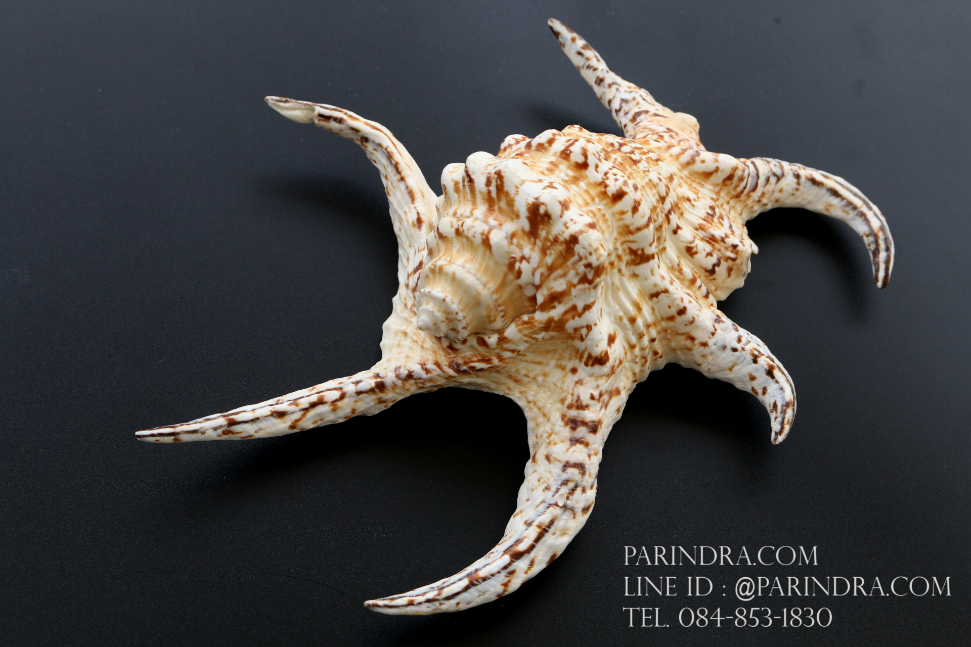 ขายเปลือกหอยจักรนารายณ์ Lambis chiragra สภาพสมบูรณ์ ขนาด 8 นิ้ว