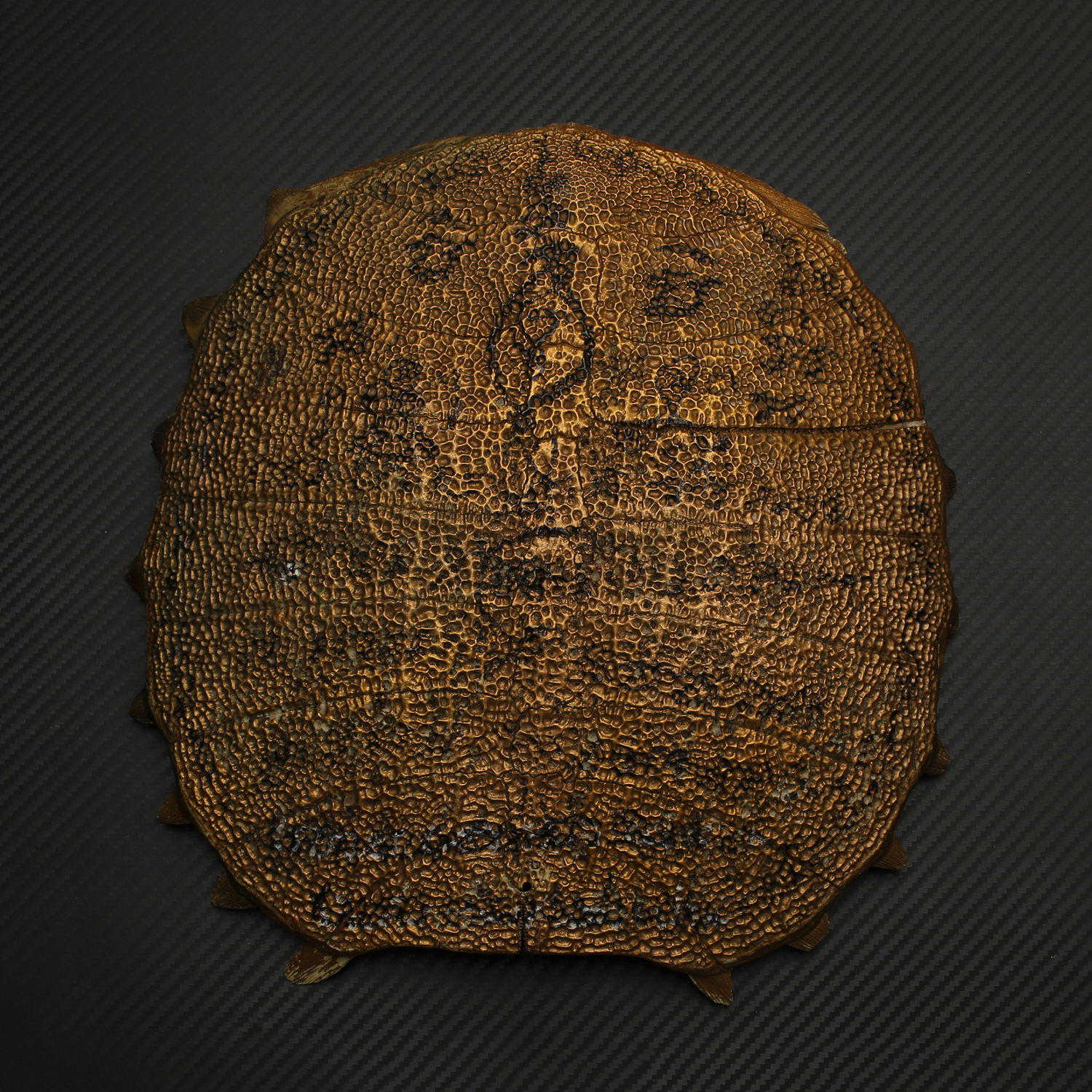 กระดองตะพาบ ขนาดใหญ่ ทาทับสีทอง ลวดลายจานอักขระ