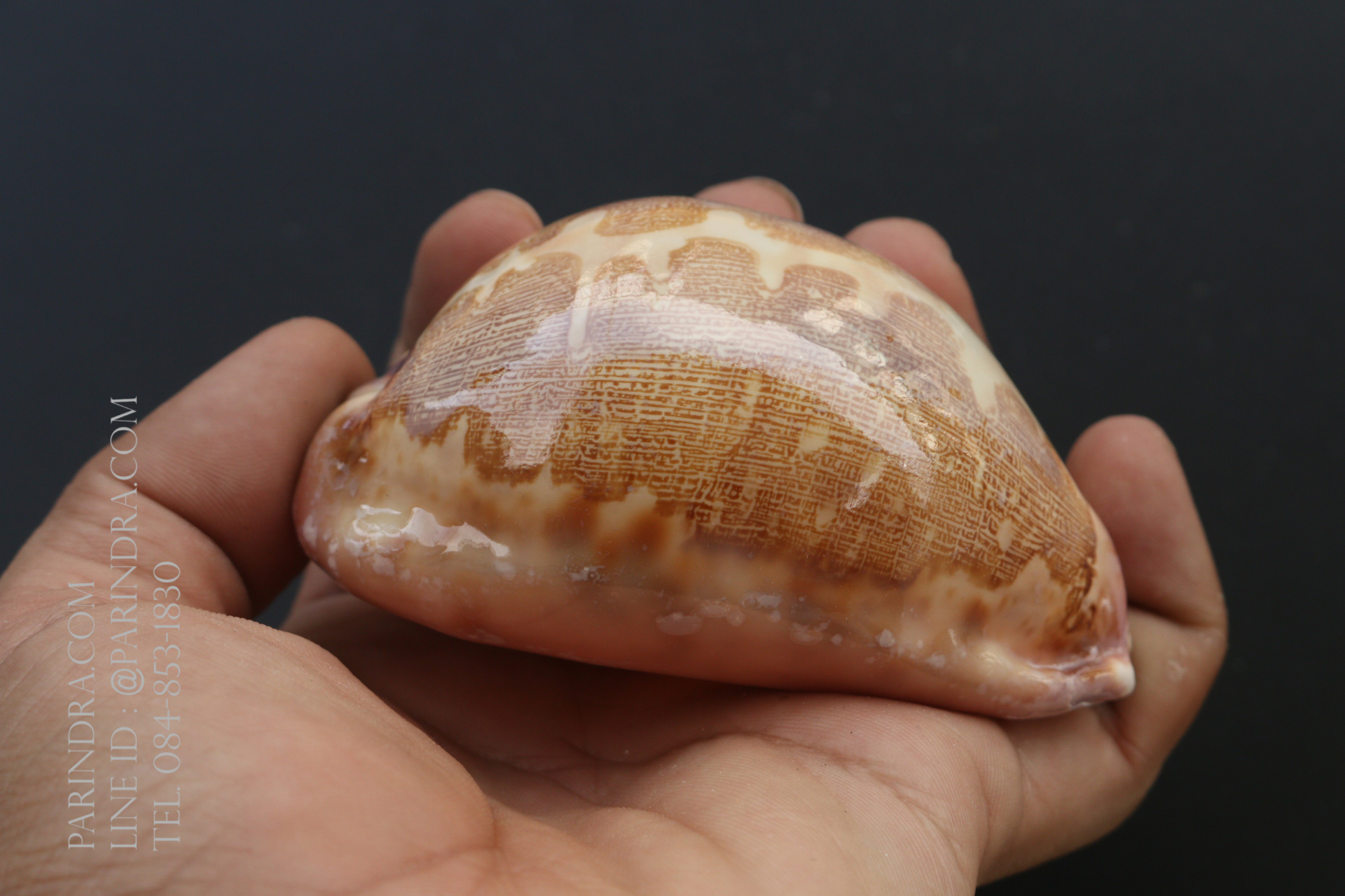 เปลือกหอยเบี้ยแผนที่ Map Cowry (Leporicypraea mappa) ขนาด 70-80 mm