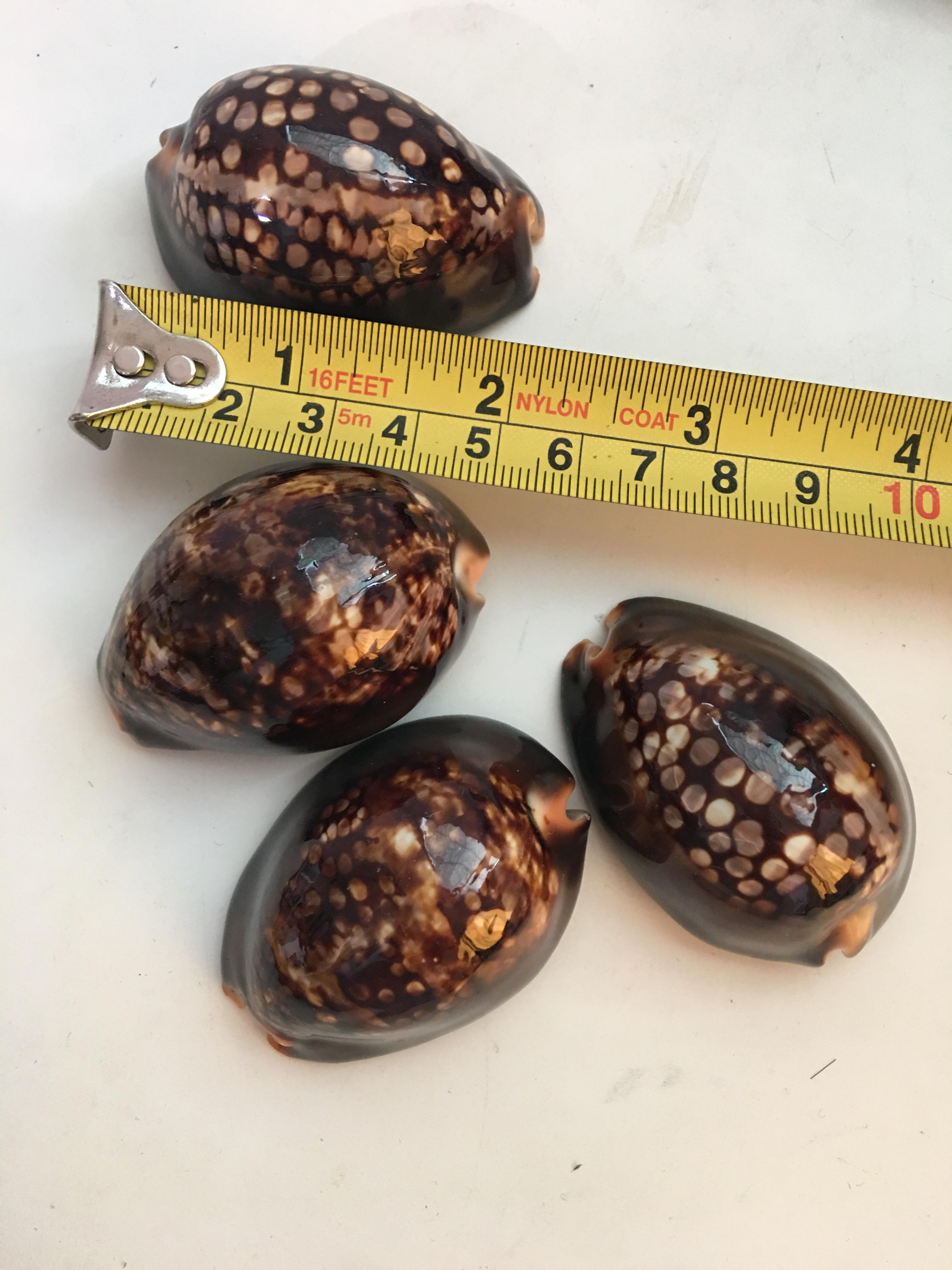 ขายเปลือกหอยเบี้ยขนาดใหญ่ หอยเบี้ยหลังค่อม หอยเบี้ยควาย #Mauritia mauritiana ขนาดประมาณ 2 นิ้ว