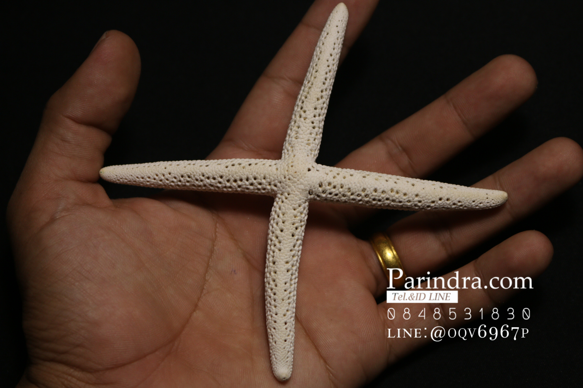 ปลาดาวแปลก มี 4 ขา หายากมาก ขนาด 5 นิ้ว สวยคัดพิเศษ RSF #010