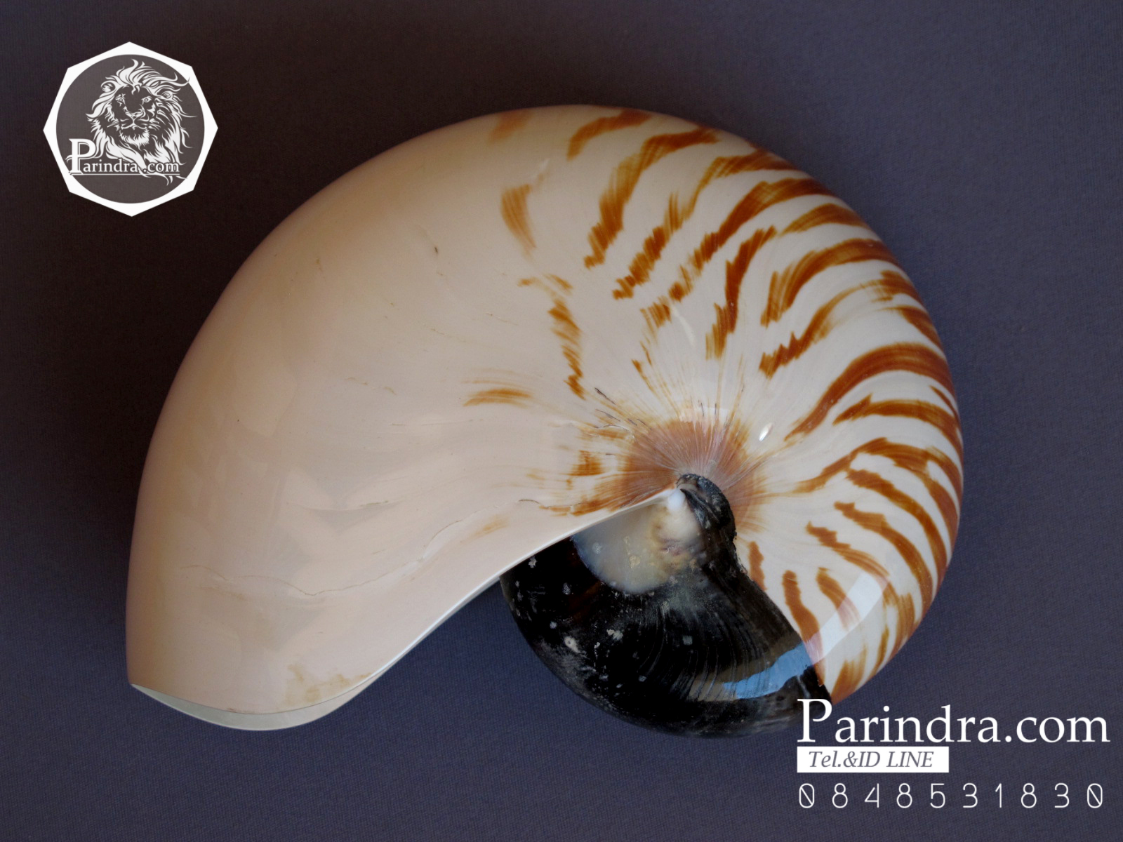 ขายเปลือกหอยงวงช้าง นอติลุส Nautilus pompilus ขนาด 6 นิ้ว NP005