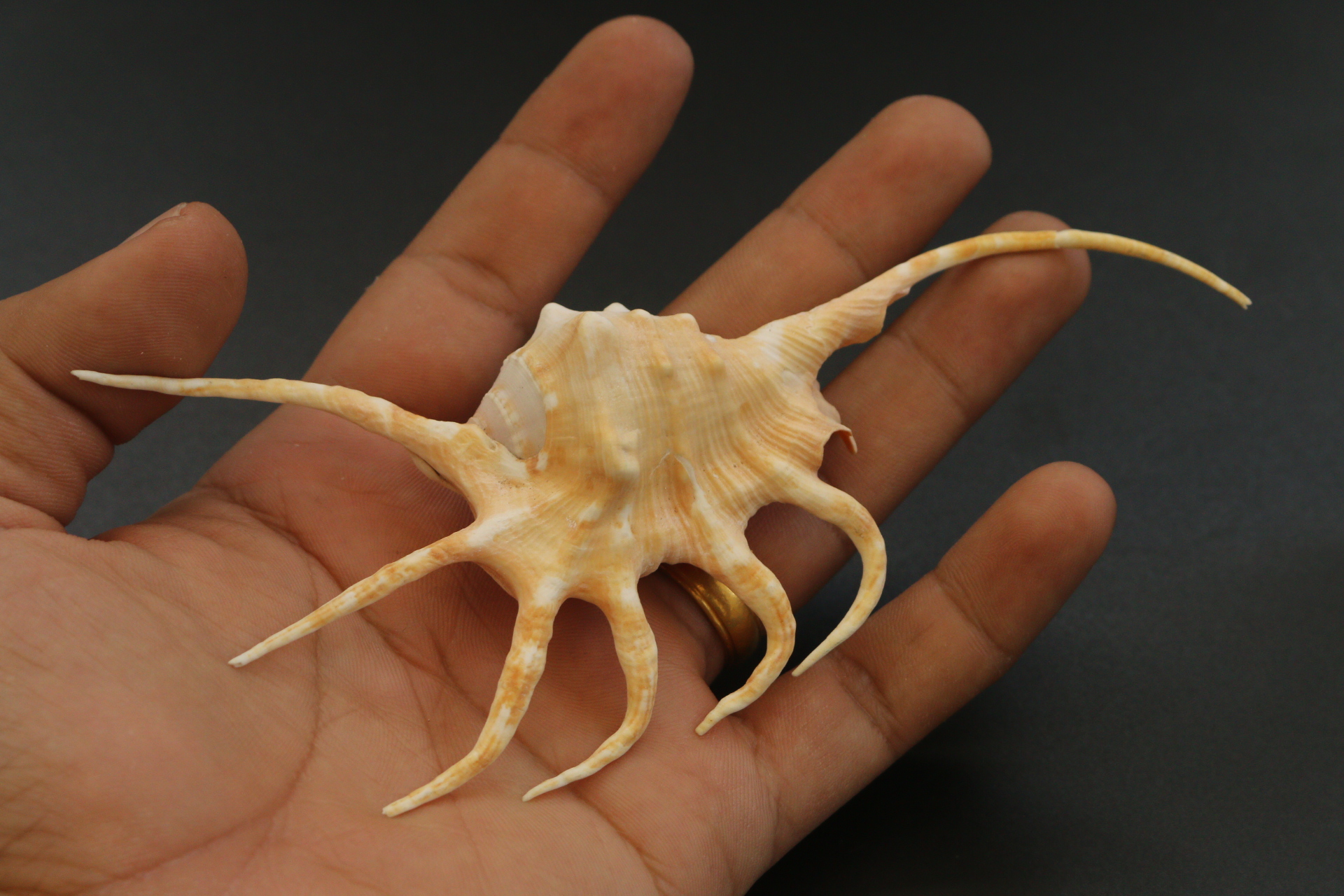 ขายเปลือกหอยจักรนารายณ์ LAMBIS CROCATA สภาพสมบูรณ์ #LC005