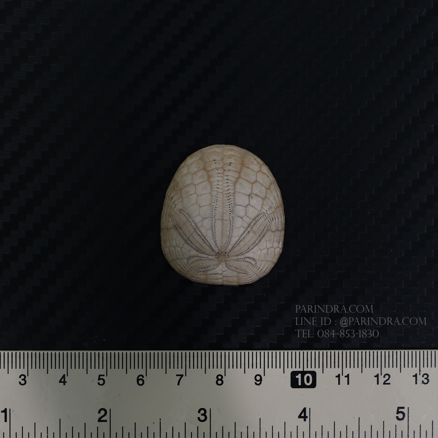 ฟอสซิลเม่นทะเล SAND DOLLAR (Dendraster gibbsii) หายาก #DDG01