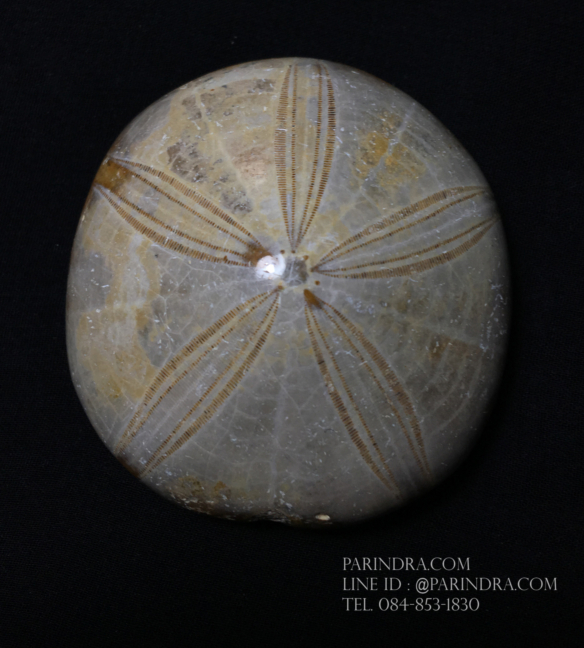 ฟอสซิล Sand Dollar FOSSIL Echinoid จาก Madagascar #SDF003